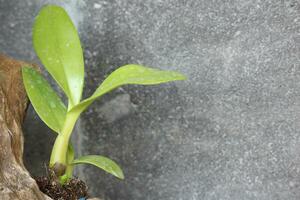 schließen oben Makro von Grün Orchidee Blätter mit ein verschwommen Hintergrund, im Vorderseite von das Haus foto