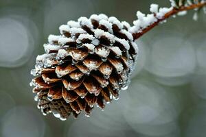 ai generiert Kiefer bedeckt Schnee Ast foto