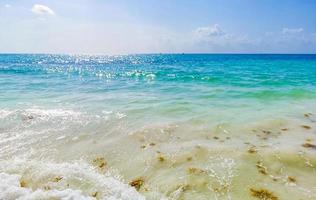rote algen sargazo strand punta esmeralda playa del carmen mexiko foto