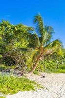 tropischer mexikanischer strand mit palmen playa del carmen mexiko foto