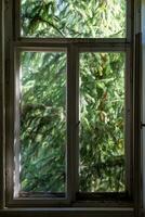 ein alt hölzern Fenster mit ein Nadelbaum Baum im das Hintergrund foto