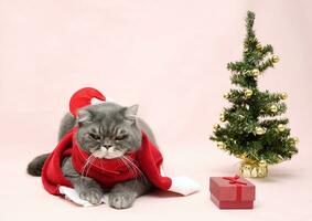 grau traurig britisch Katze im ein Santa Kostüm sitzt im ein Korb in der Nähe von das Weihnachten Baum foto