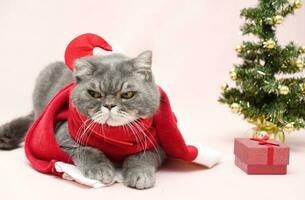 grau traurig britisch Katze im ein Santa Kostüm sitzt mit seine zurück zu das Weihnachten Baum und ignoriert das Geschenk Kasten, feiern Weihnachten mit Haustiere, hoch Qualität Foto