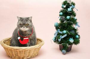 grau traurig britisch Katze im ein Santa Kostüm sitzt im ein Korb in der Nähe von das Weihnachten Baum foto