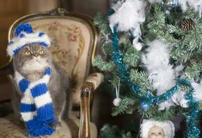 britisch Katze Blau und Weiß gestreift Deckel und Schal in der Nähe von das Weihnachten Baum foto