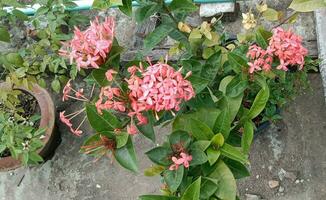 Chinesisch ixora Blume, es ist hilfreich zum das Knochen Mark. das Pflanze ist benutzt zu behandeln Abszesse, Wunden, Rheuma, und Prellungen.rangan foto