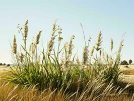 ai generiert Prärien Gräser mit Blau Himmel Sicht. Gras auf wild Feld. generativ ai foto