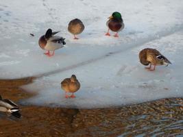 Enten sitzen auf dem Eis und schwimmen im Fluss