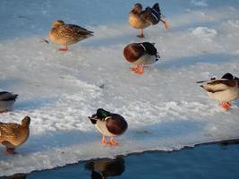 Enten sitzen auf dem Eis und schwimmen im Fluss