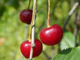 Obst und Gemüse essen im Garten foto