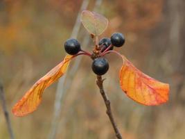 Textur der Pflanzen und Natur des Herbstwaldes