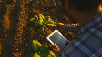 asiatisch jung Bauern und Tabak Landwirt nutzen das Ader Daten Netzwerk im das Internet von das Tablette zu bestätigen, Prüfung im ein Tabak Feld. foto