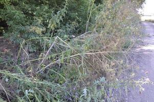 Stacheliger Bärenklau wächst entlang der Straße foto