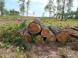 Holzstruktur Holz Baumfällung foto