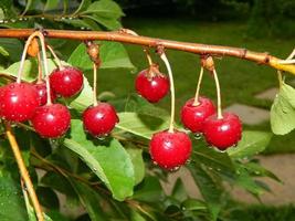 Sommerernte von Früchten und Beeren im Garten des Gartens foto