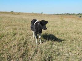 ein Stier, der auf einem Feld im Gras weidet foto