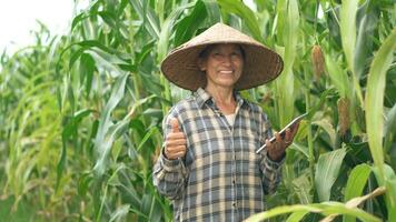 Senior Frau Bauern Ernte Mais während das landwirtschaftlich Jahreszeit, zunehmend Einkommen. foto