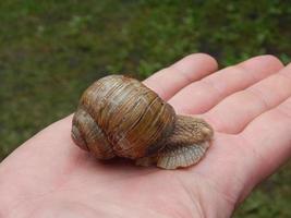 Schnecke kriecht das grüne Gras im Garten foto