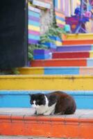 grau Farbe Katze Sitzung auf ein Stuhl beim Istanbul Cafe Straße foto