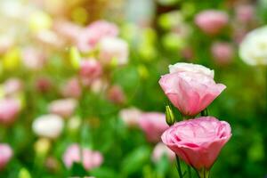 Nahansicht Rosa Nelke Blume im Öffentlichkeit Park von London mit Sonne und Linse Fackel Hintergrund. foto