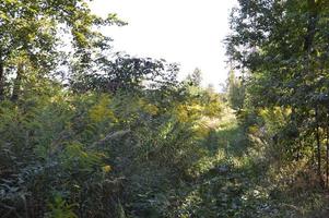 Sommergrüner Wald im Sonnenlicht foto