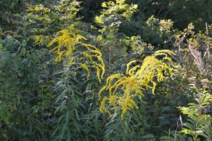 Bunt und Wildblumen auf grünem Hintergrund foto