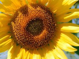 Feld der Sonnenblumen Textur foto