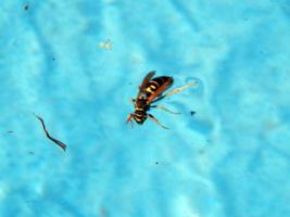 Insekten schwimmen im Pool foto