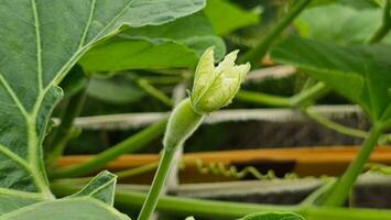 ein Kalebasse oder Flasche Kürbis Knospe Blume auf das Gemüse Pflanze. foto