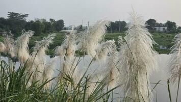 ein Fluss mit hoch Gras und hoch Schilf. schließen oben von hoch Gras beim das Flussufer. und das natürlich Grün Landschaft beim Fluss Seite. foto