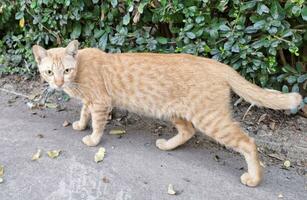 Bild von ein braun Katze mit Streifen im das Park. foto