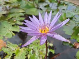 lila Lotus im Teich foto
