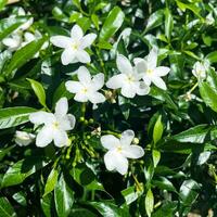 schließen oben Weiß Kap Jasmin Blumen oder Jasminum Polyanthum oder Weiß sampaguita Jasmin oder arabisch Jasmin foto