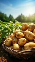 ai generiert Korb voll von frisch geerntet Kartoffeln im ein Sommer- Feld Vertikale Handy, Mobiltelefon Hintergrund foto