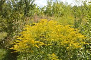 Bunt und Wildblumen auf grünem Hintergrund foto