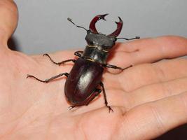 Großkäfer Hirschkäfer Insekten foto