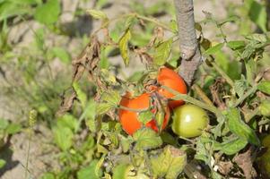 reife Tomaten im Garten gereift foto