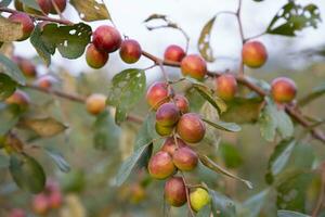 Obst Baum mit unreif rot Jujube Früchte oder Apfel kul boroi im das Herbst Garten foto