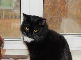 schwarze Katze lebt und spielt in der Wohnung foto