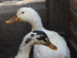 Gänse auf einem Bauernhof Landwirtschaft foto