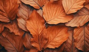 ai generiert Nahansicht Herbst trocken Blatt texturiert Hintergrund. ai generativ. foto