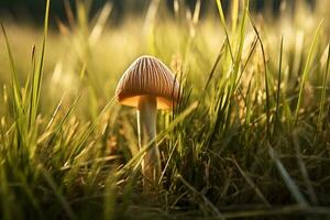 ai generiert Pilz Magie im das Gras. foto