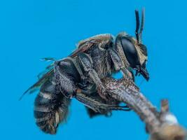 Nahansicht von ein Blau Insekt im Natur foto