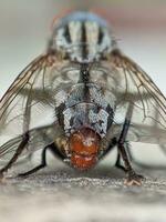 Nahansicht von ein Insekten Auge im Makro Fotografie foto