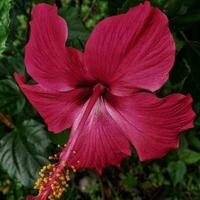 zart Rosa Hibiskus Blume im voll blühen foto