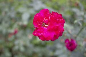 schön Rose mit ein verschwommen natürlich, ein Singular und exquisit Rose steht wie ein Testament zu der Natur Eleganz und Anmut foto