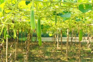 Flasche Kürbis oder Kalebasse im das Garten foto