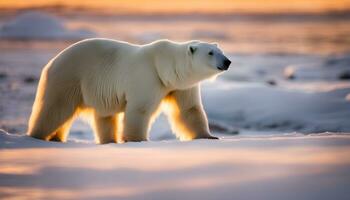 ai generiert ein Polar- Bär ist Gehen im das Schnee beim Sonnenuntergang foto