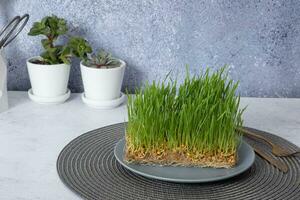 spross mikrogrün Weizen im das Platte. gesund Superfood Zuhause Wachstum foto