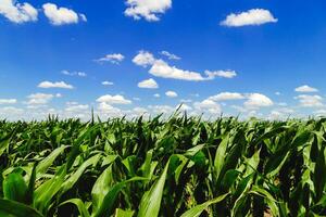 Land von ein Grün Mais Bauernhof mit ein Blau Himmel. landwirtschaftlich Region von das Argentinien Pampas. Felder kultiviert mit Mais. schließen oben Sicht. foto
